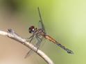 Cannaphila insularis (Gray-waisted Skimmer) male-7.jpg